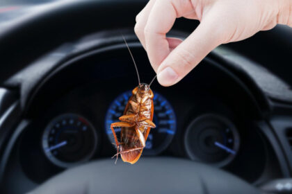 Passagères indésirables : comment faire face à une punaise de lit dans une voiture ?